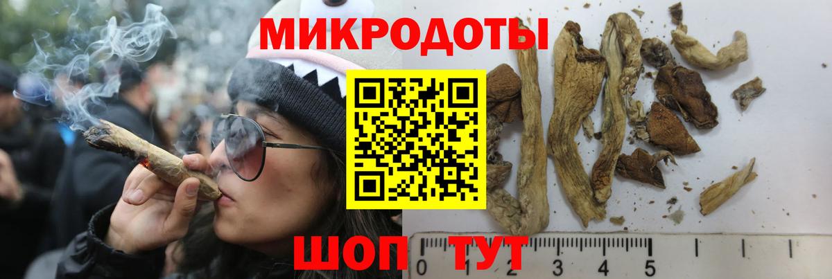 Псилоцибиновые грибы Psilocybe Гуково